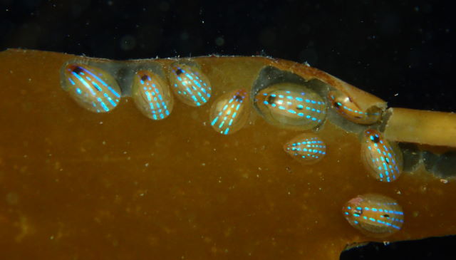Blue rayed limpets on kelp