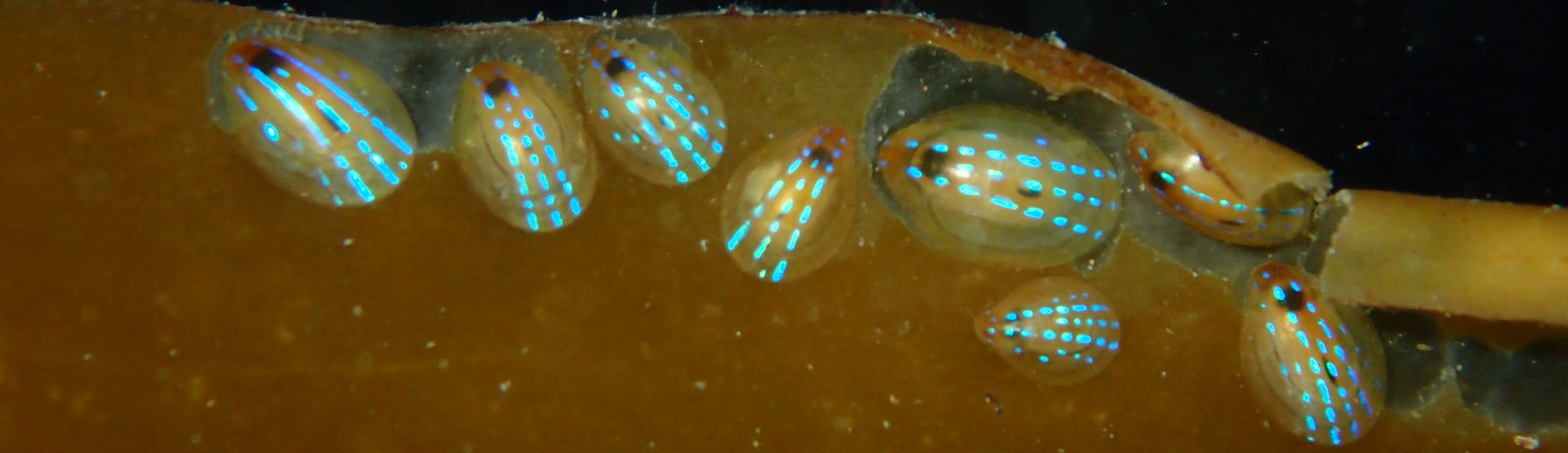 Blue rayed limpets on kelp