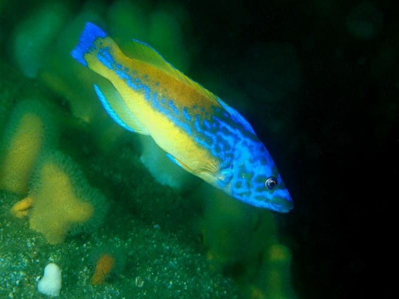 Cuckoo wrasse with male colouration (Seasearch - David Kipling)