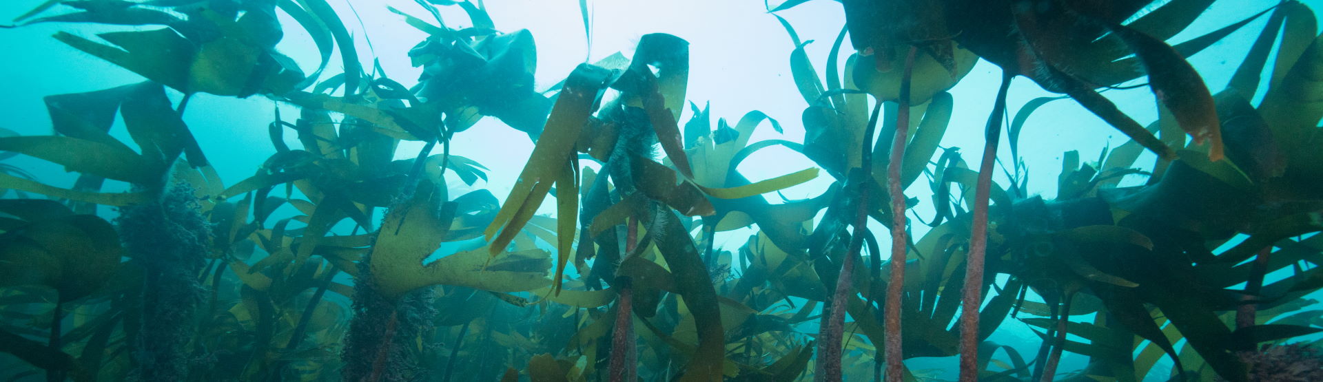 Kelp forest (Rohan Holt at CloudBase Productions Ltd)