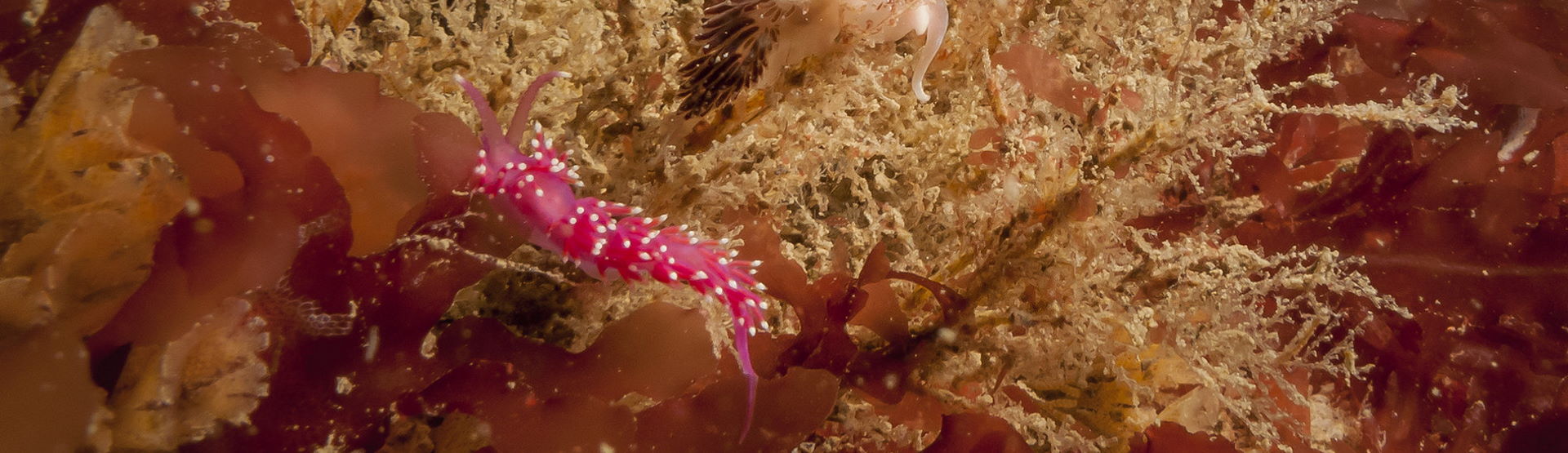 Nudibranchs on sea mats (John Archer-Thomson)