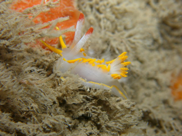 Okenia elegans môr-wlithen (Seasearch - David Kipling)