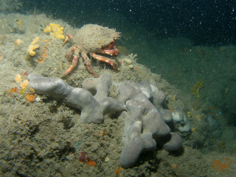 Spider crab and sponges on rocky reef (Seasearch - David Kipling)