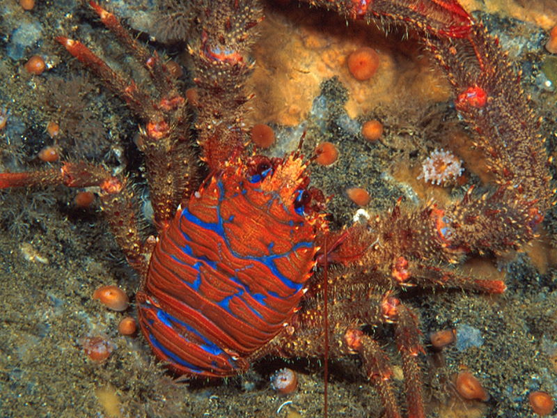 Squat lobster (Seasearch - David Kipling)