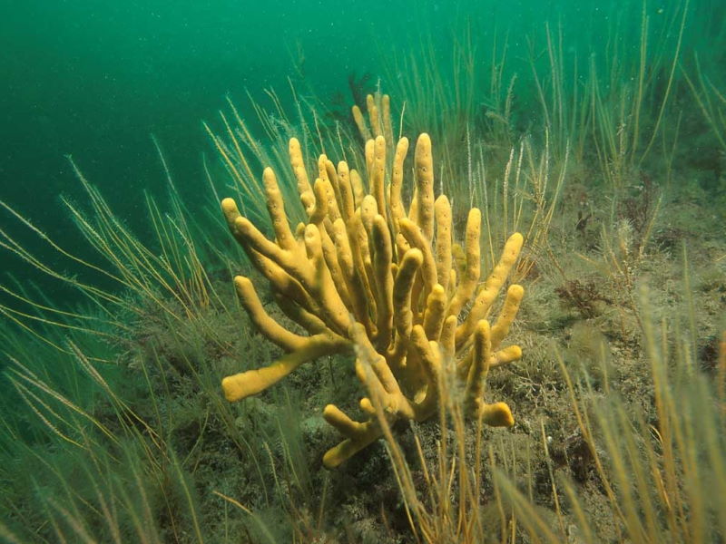 Axinellid branching sponges and upright hydroids (Rohan Holt at CloudBase Productions Ltd)