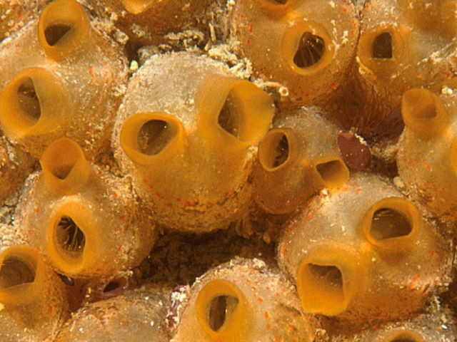 Baked bean sea squirts (Rohan Holt at CloudBase Productions Ltd)