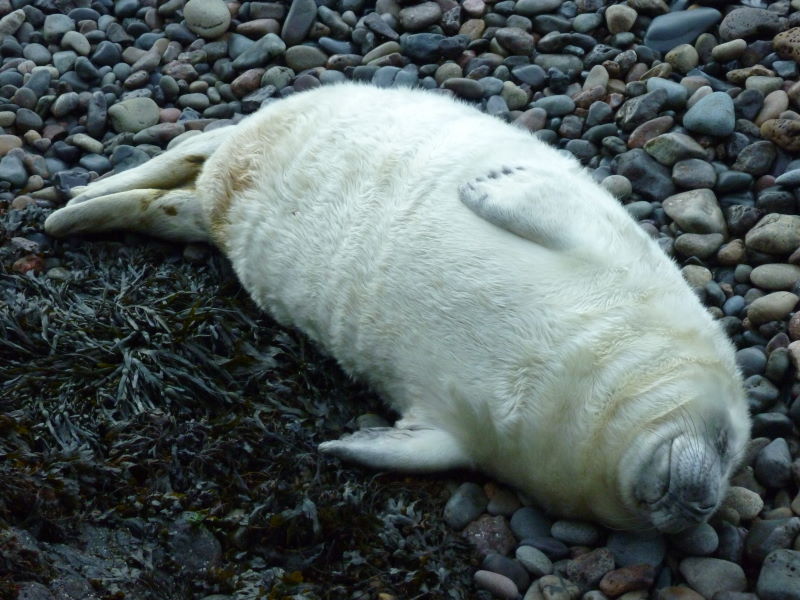 Class 3 grey seal pup (Kate Lock - Natural Resources Wales)