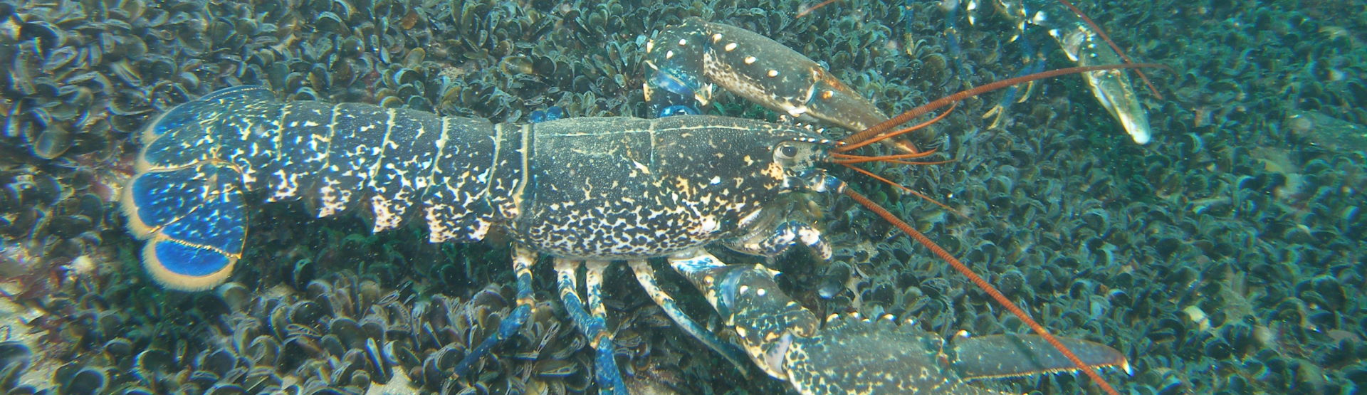 Common Lobster on mussel bed (Seasearch - David Kipling)