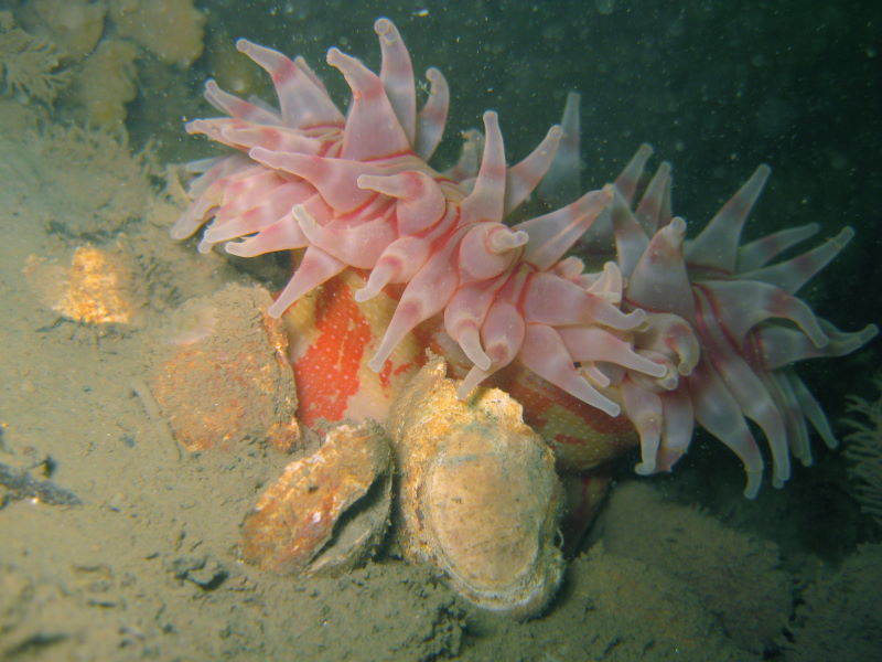 Urticina eques anemone