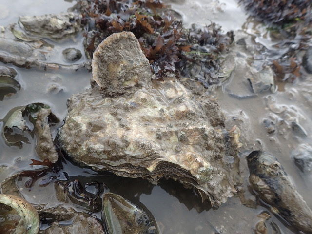 Native oyster on the shore (Sue Burton)