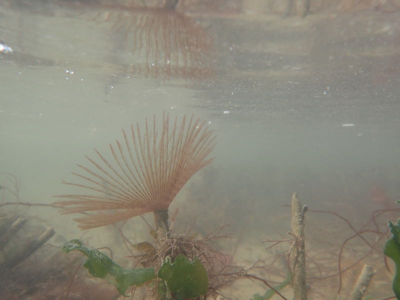 Sabella peacock worm underwater (Sue Burton)