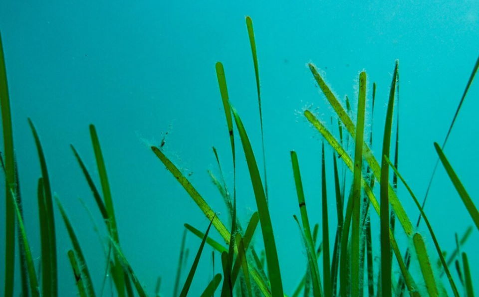 Sea grass, Porthdinllaen - long blade (Jake Davies)