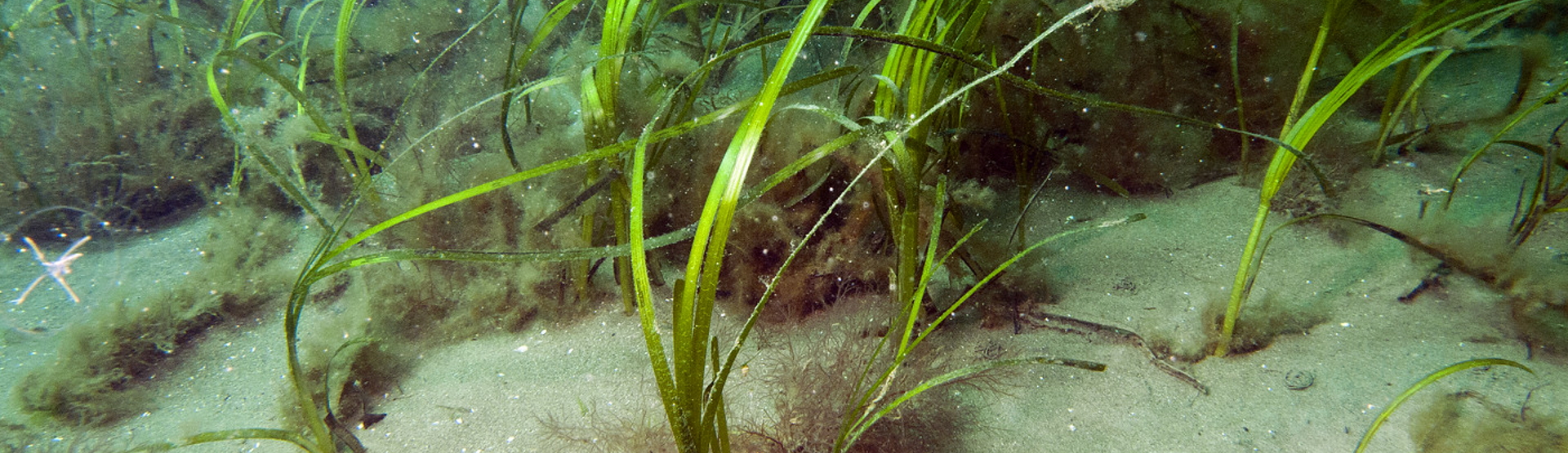 Seagrass (John Archer-Thomson)