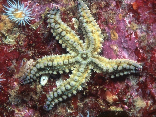 Spiny star fish (Rohan Holt at CloudBase Productions Ltd)