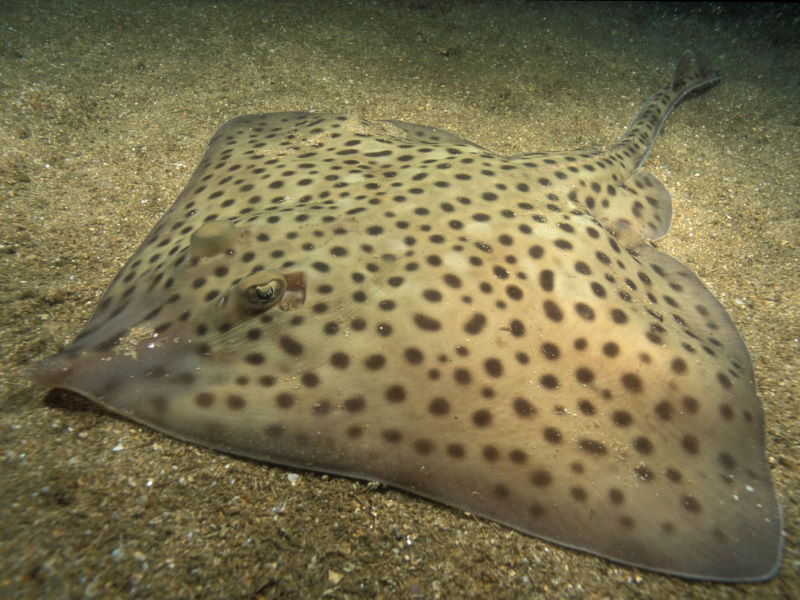 Spotted ray (Rohan Holt at CloudBase Productions Ltd)